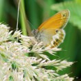 /album/okac-strdiivkovy/a2015-06-18-57-jpg/